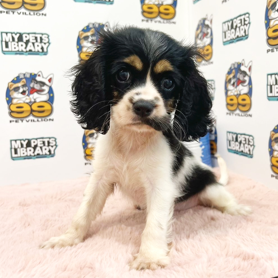 Cavalier King Charles Spaniel Puppy (Female) For Sale
