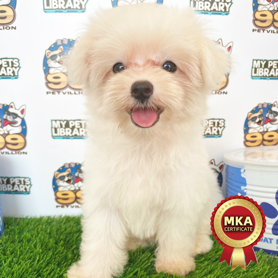 MKA Tiny Maltese Puppy (Male) For Sale