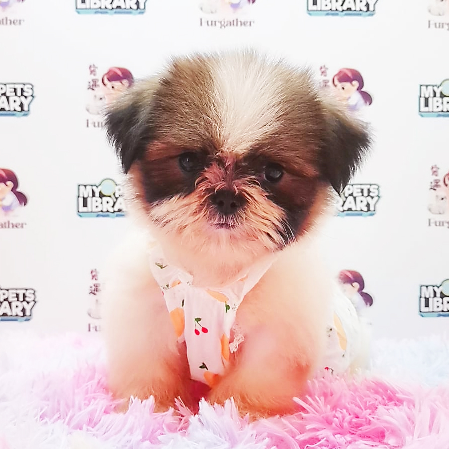 Shih Tzu Puppy (Female) For Sale