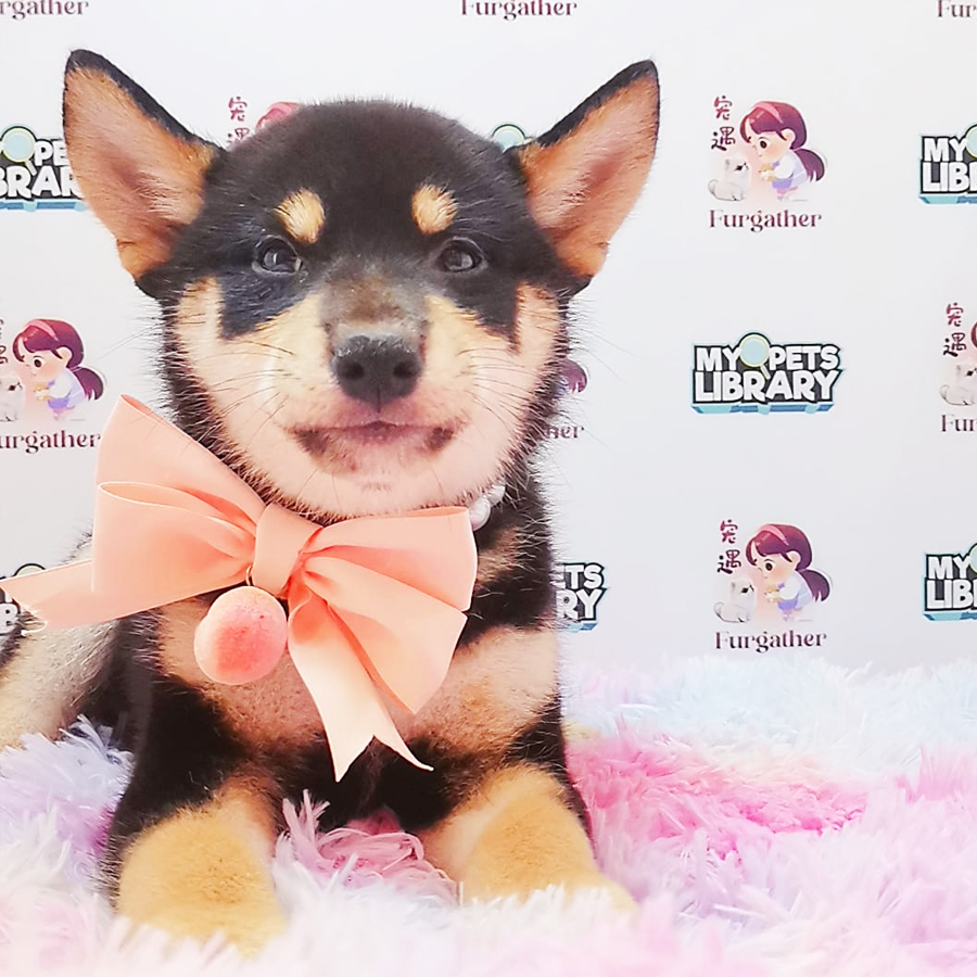 Shiba Inu Puppy (Male) For Sale
