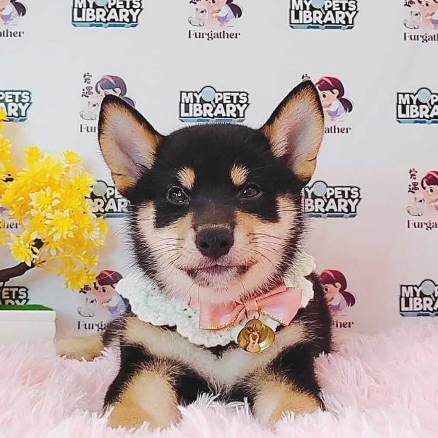 Shiba Inu Puppy (Female) For Sale