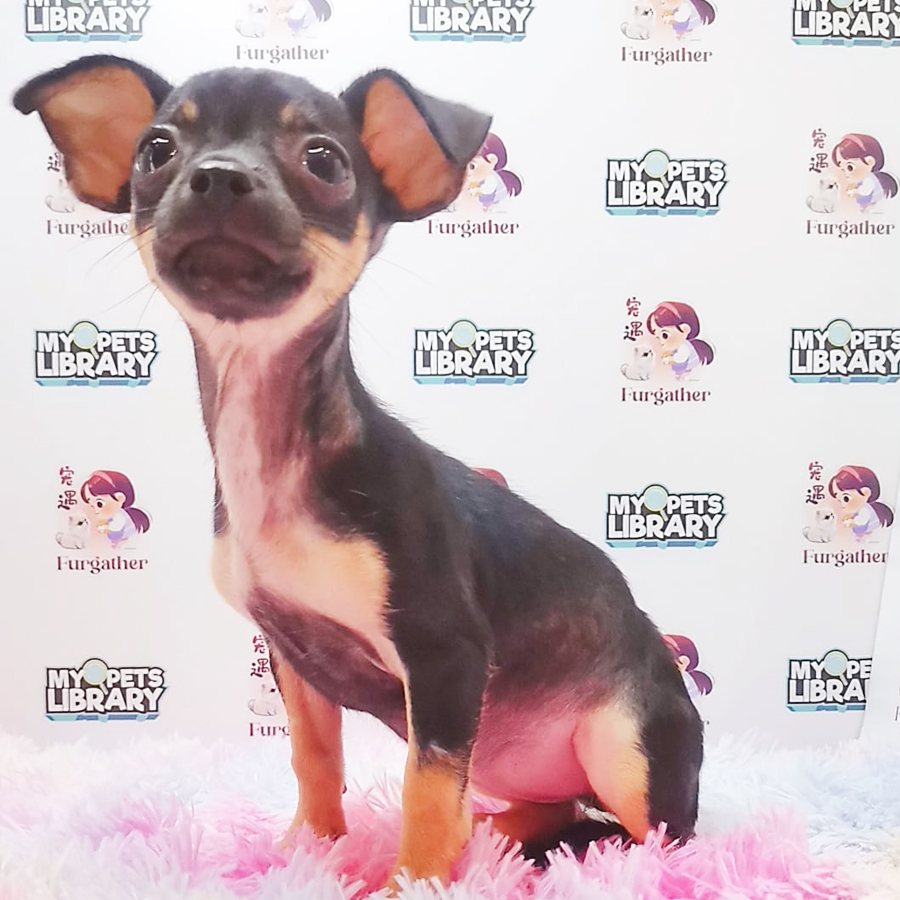 Chihuahua Puppy (Female) For Sale