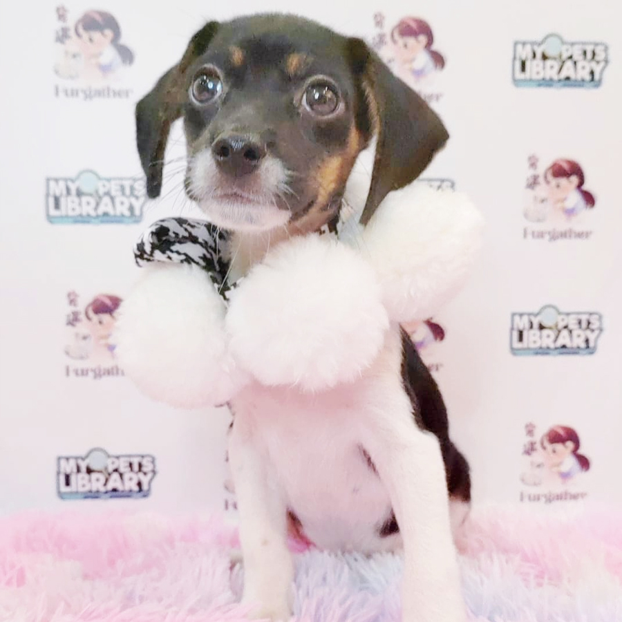 Beagle mix Dachshund Puppy (Male) For Sale