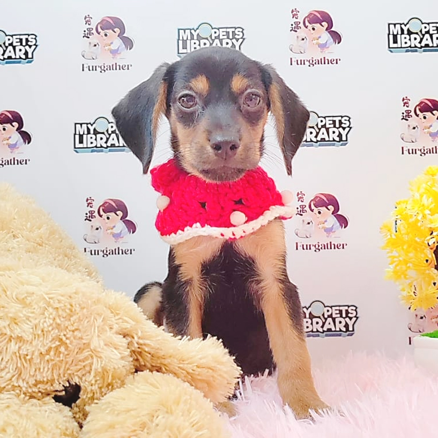 Beagle mix Dachshund Puppy (Male) For Sale