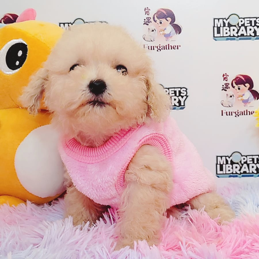 Maltipoo Puppy (Female) For Sale