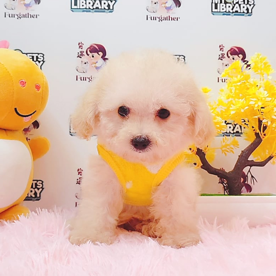 Maltipoo Puppy (Female) For Sale