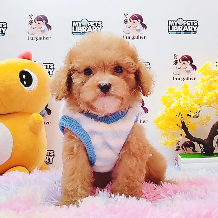 Toy Poodle Puppy (Female) For Sale