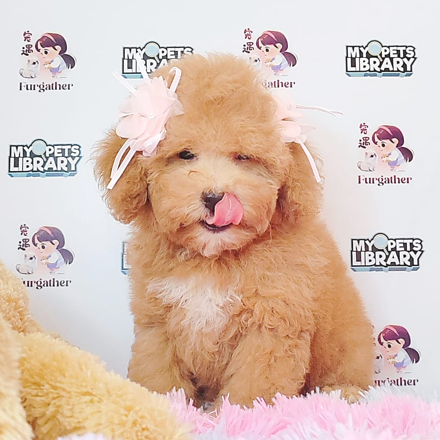 Toy Poodle Puppy (Male) For Sale