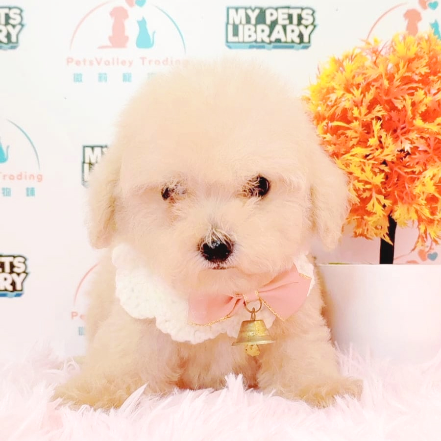 Maltipoo Puppy (Female) For Sale
