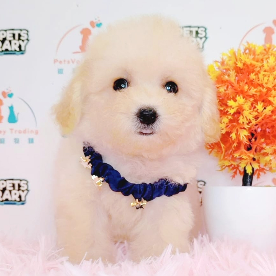 Maltipoo Puppy (Male) For Sale