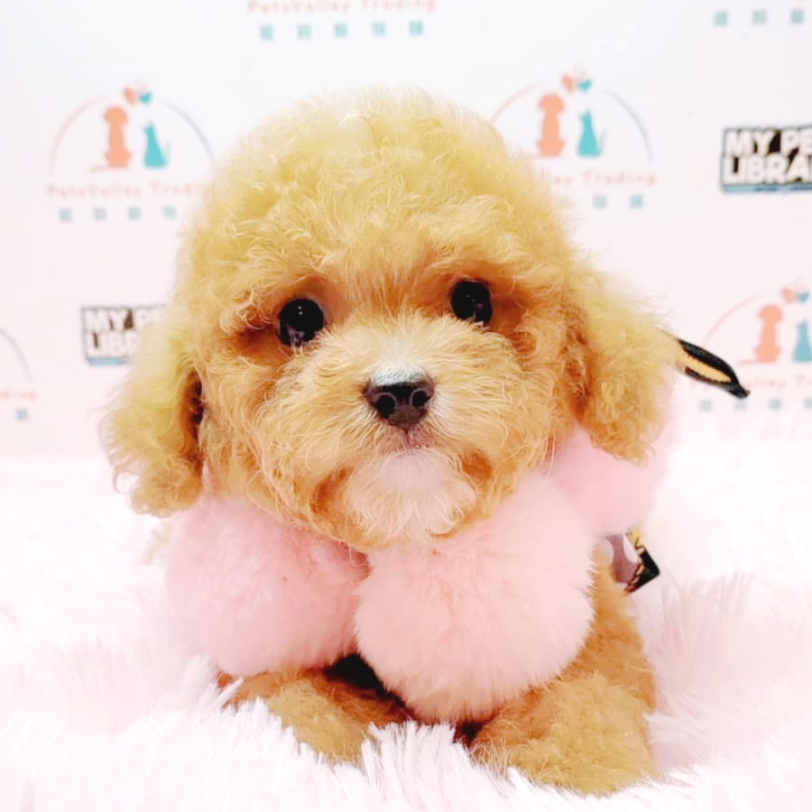Toy Poodle Puppy (Male) For Sale