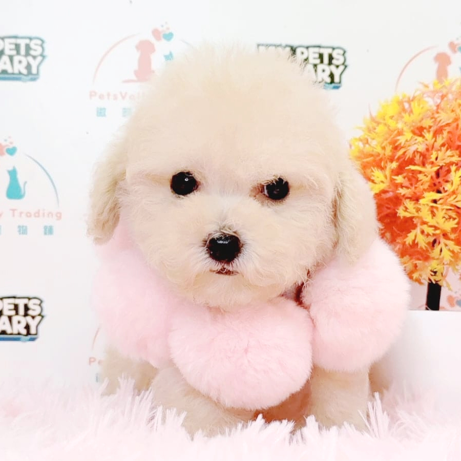 Toy Poodle Puppy (Female) For Sale