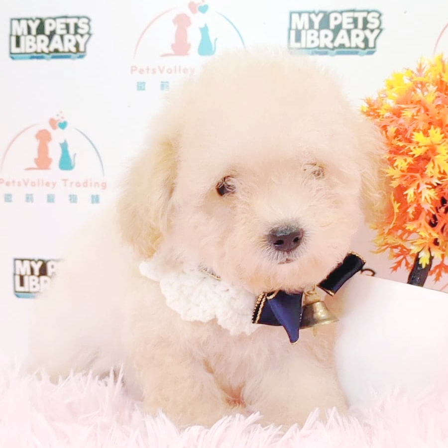 Toy Poodle Puppy (Male) For Sale