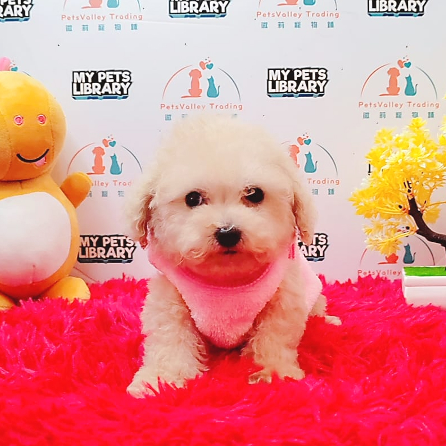 Toy Poodle Puppy (Female) For Sale