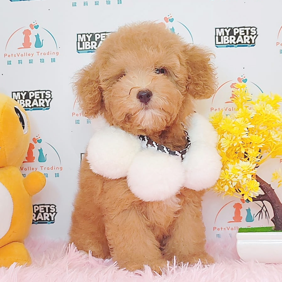 Toy Poodle Puppy (Female) For Sale