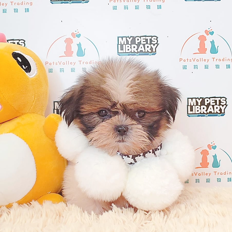 Shih Tzu Puppy (Female) For Sale
