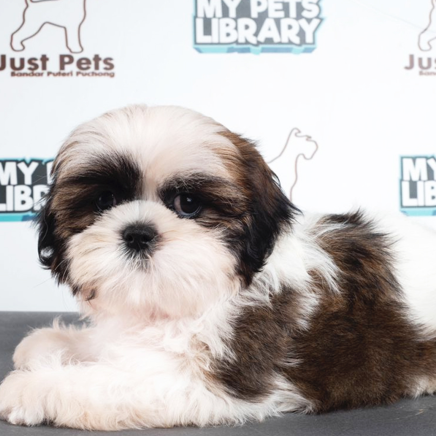 Shih Tzu Puppy (Male) For Sale