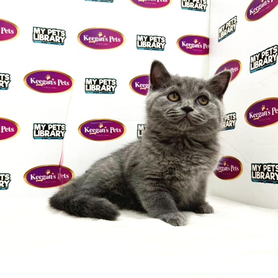 British Shorthair Kitten (Female) For Sale