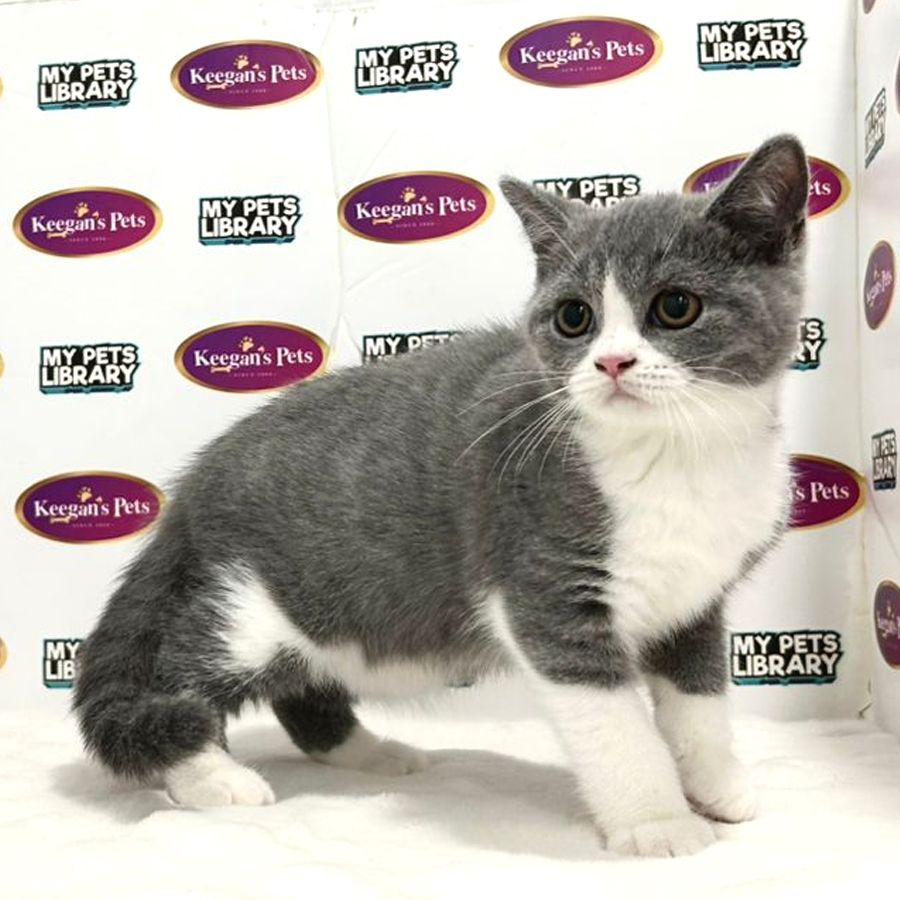 British Shorthair Kitten (Male) For Sale