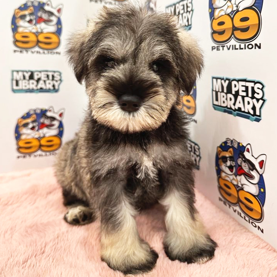 Schnauzer Puppy (Male) For Sale