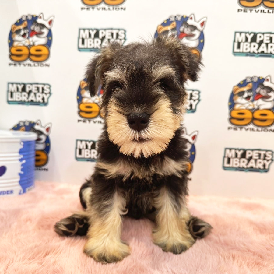 Schnauzer Puppy (Female) For Sale