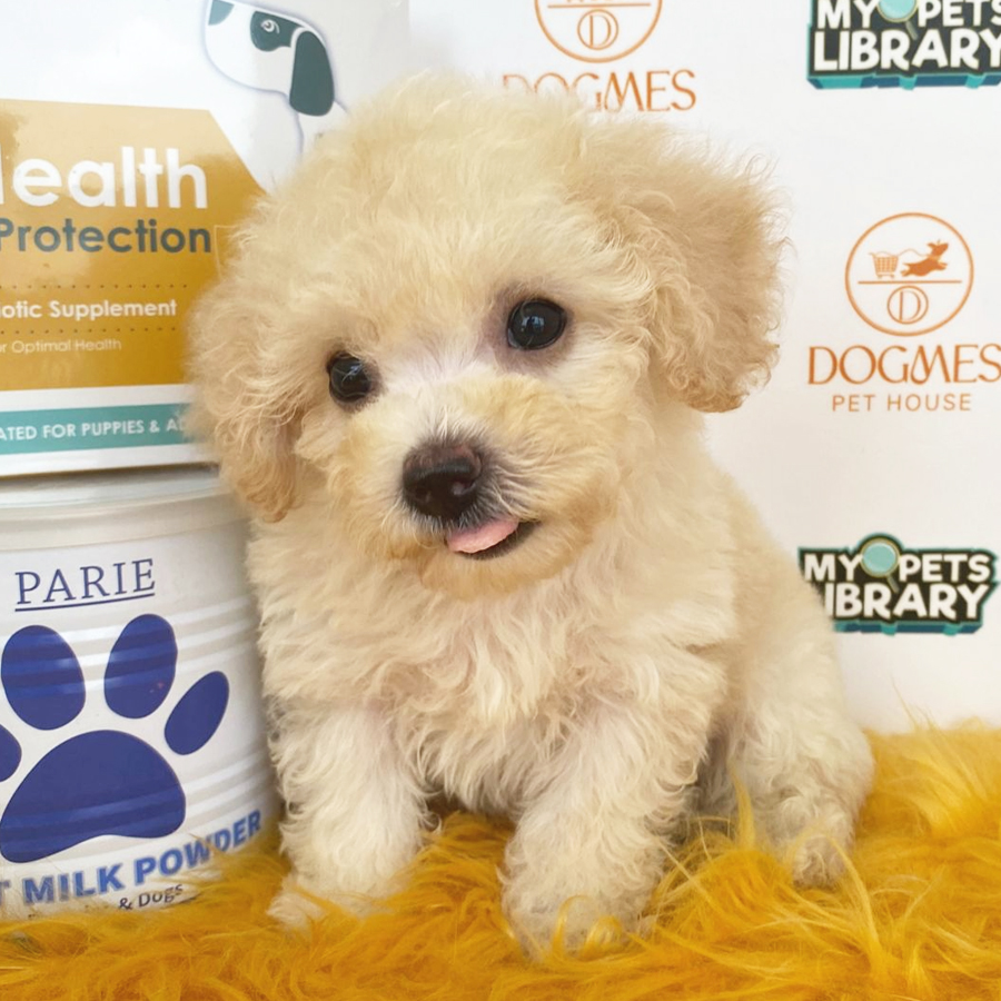 Toy Poodle Puppy (Male) For Sale