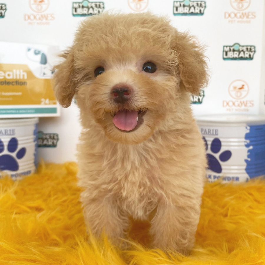 Toy Poodle Puppy (Female) For Sale