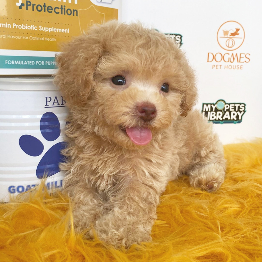 Toy Poodle Puppy (Male) For Sale