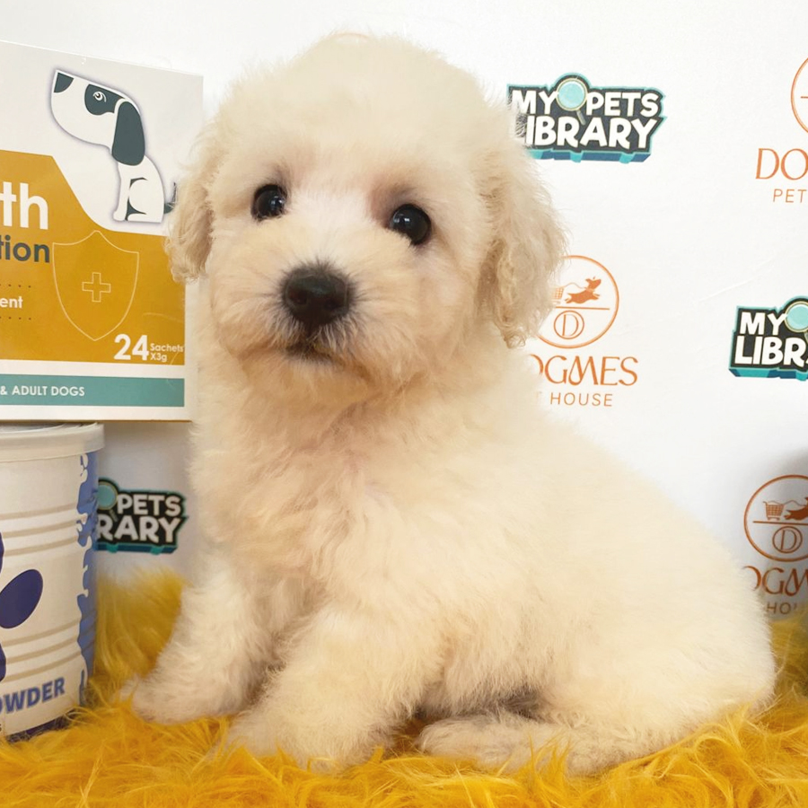 Toy Poodle Puppy (Male) For Sale