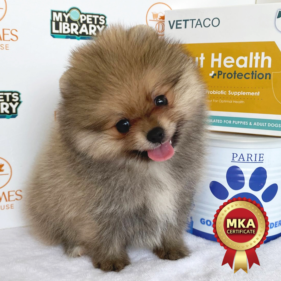 MKA Tiny Pomeranian Puppy (Male) For Sale