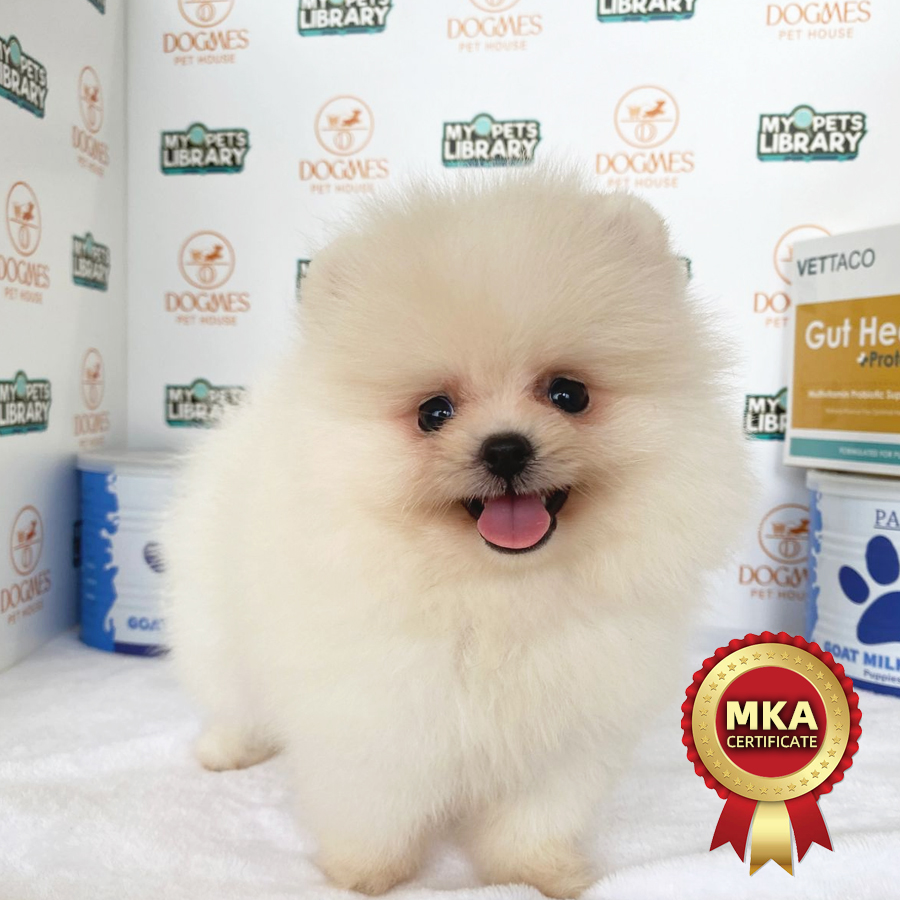 MKA Tiny Pomeranian Puppy (Male) For Sale