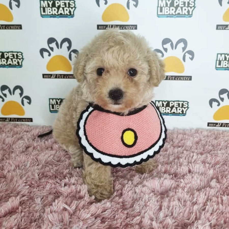 Tiny Poodle Puppy (Female) For Sale