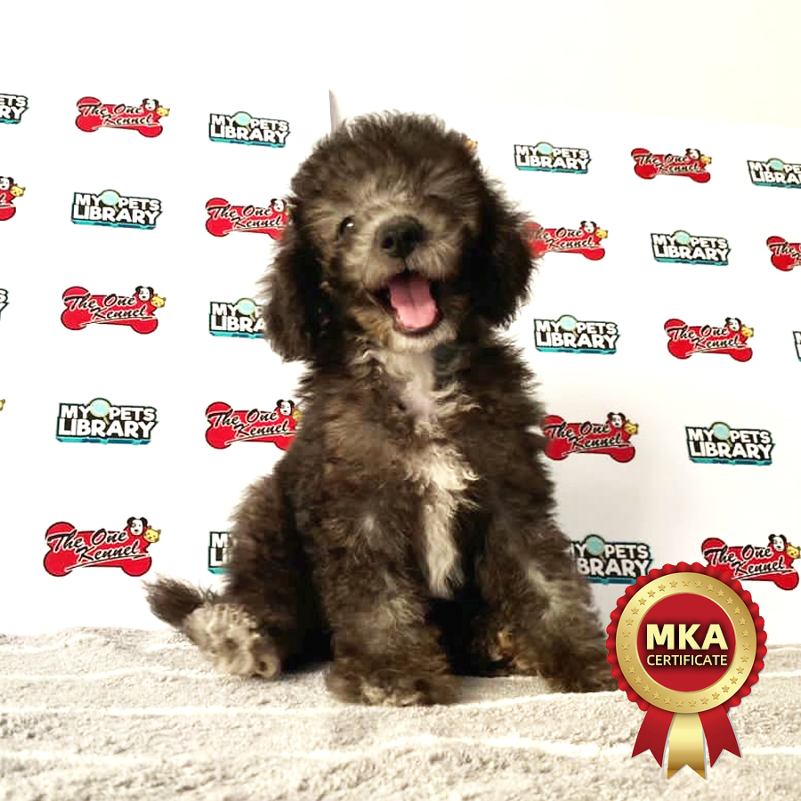 MKA Toy Poodle Puppy (Female) For Sale