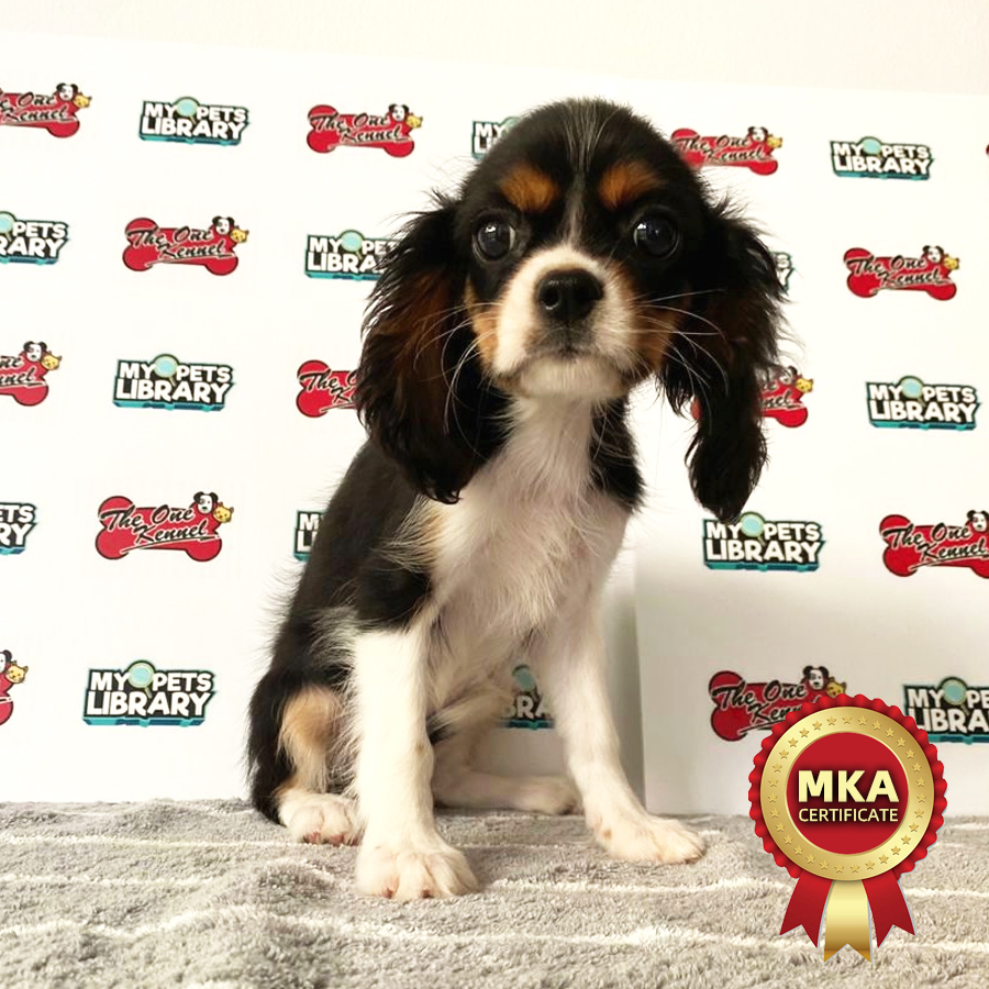 MKA Cavalier King Charles Spaniel Puppy (Female) For Sale