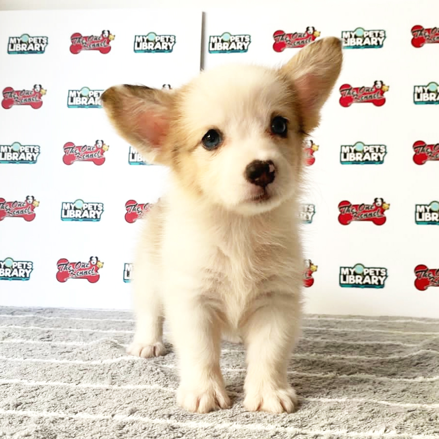 Welsh Corgi Puppy (Female) For Sale