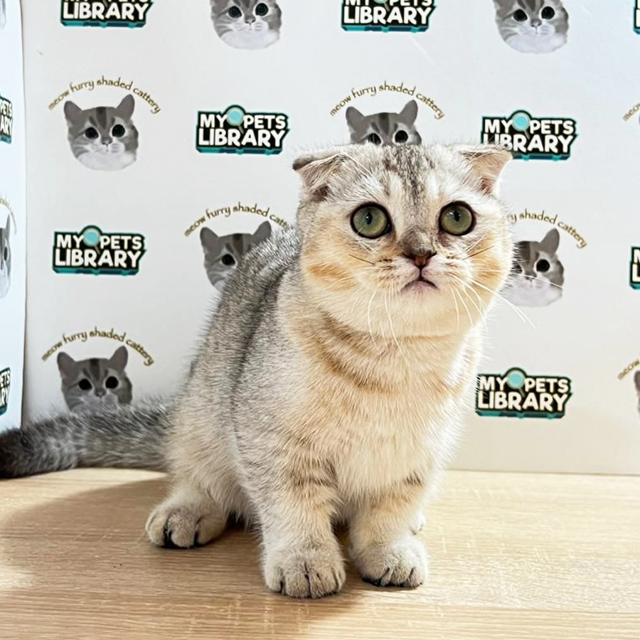 Scottishfold Munchkin Kitten (Female) For Sale
