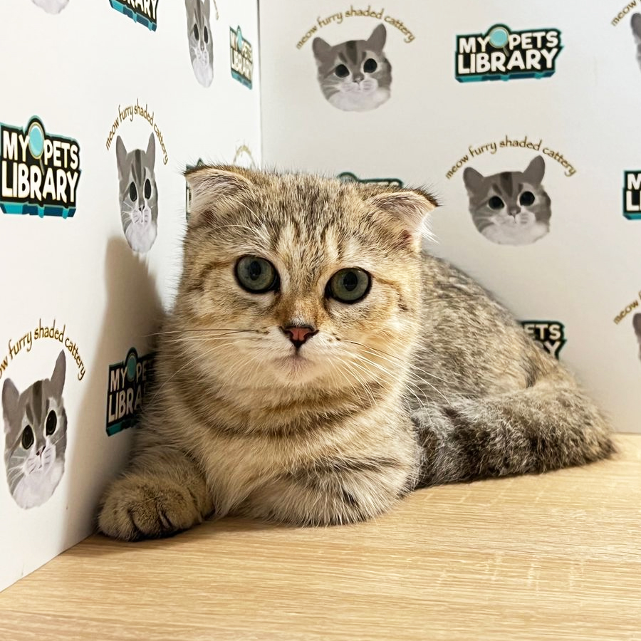 Scottishfold Munchkin Kitten (Female) For Sale