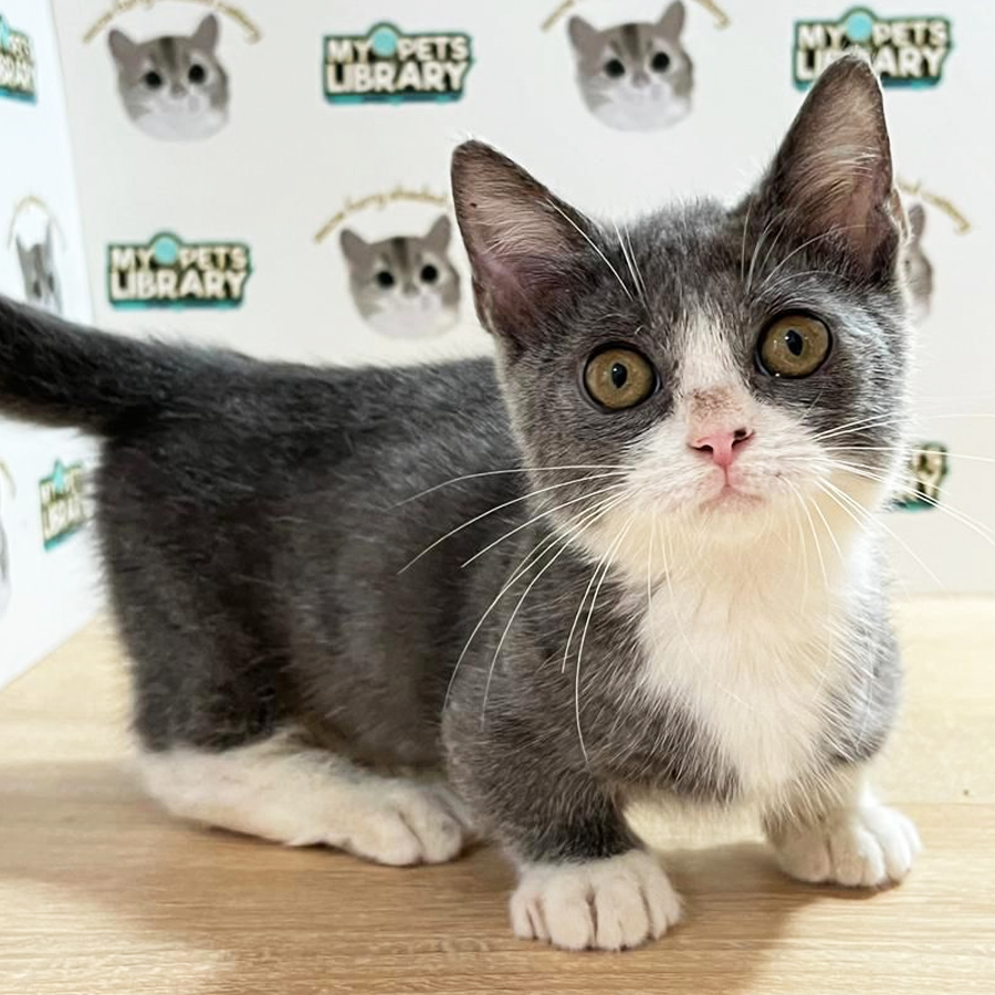 Munchkin Kitten (Male) For Sale