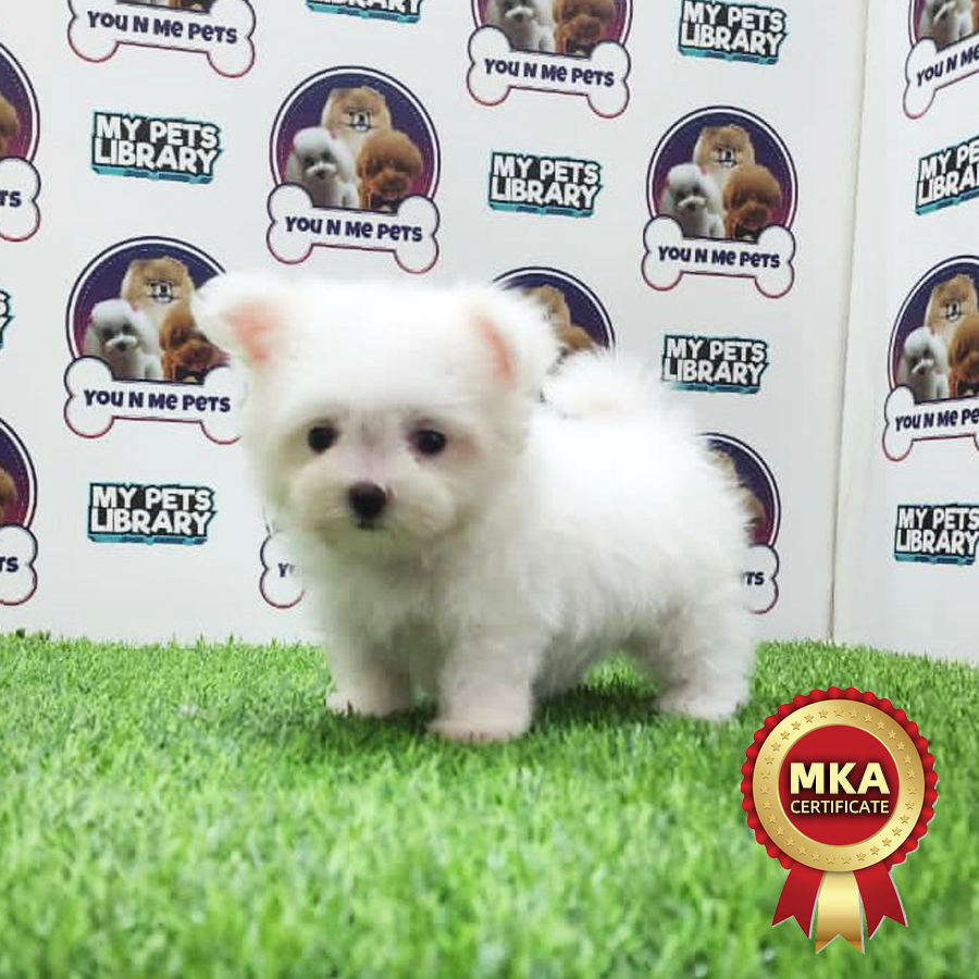 MKA Tiny Maltese Puppy (Male) For Sale