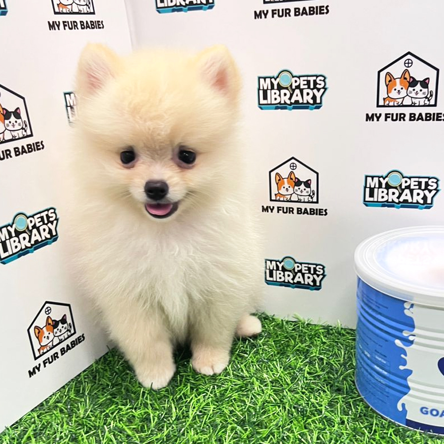 Pomeranian Puppy (Male) For Sale