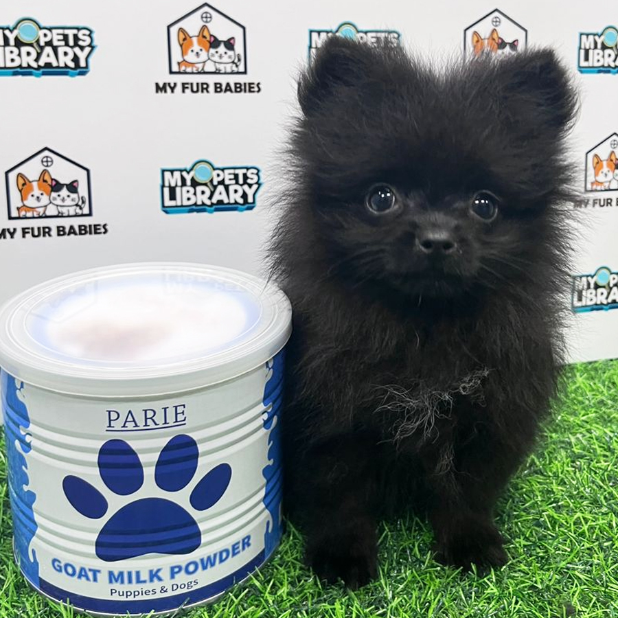 Pomeranian Puppy (Male) For Sale