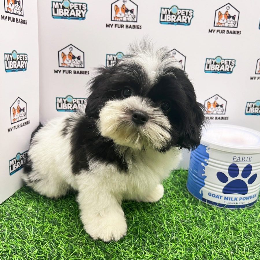 Shih Tzu Puppy (Male) For Sale