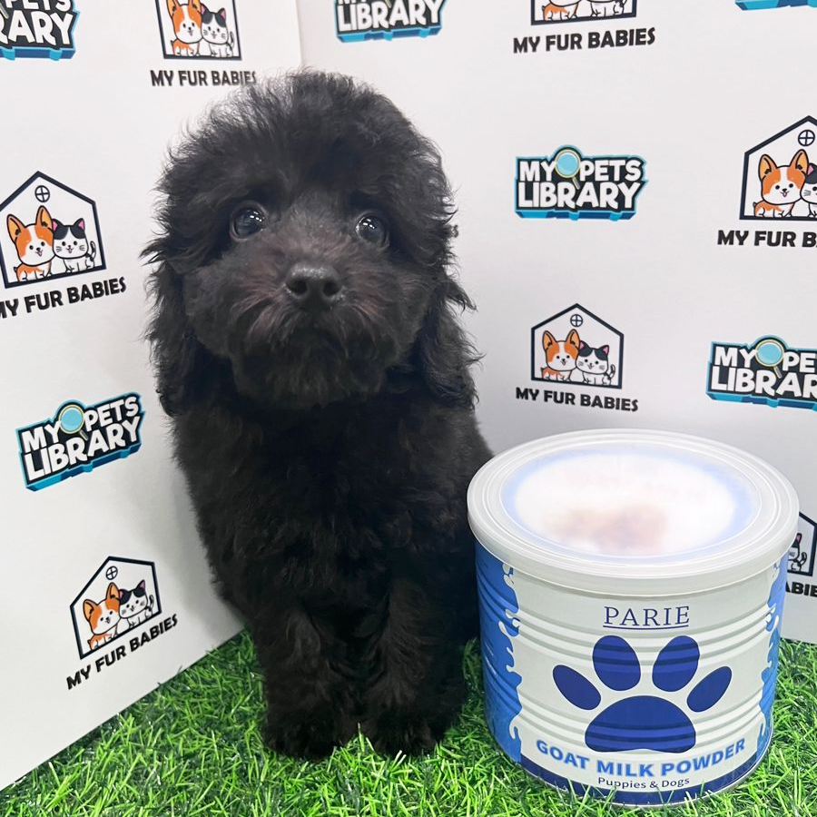 Toy Poodle Puppy (Female) For Sale