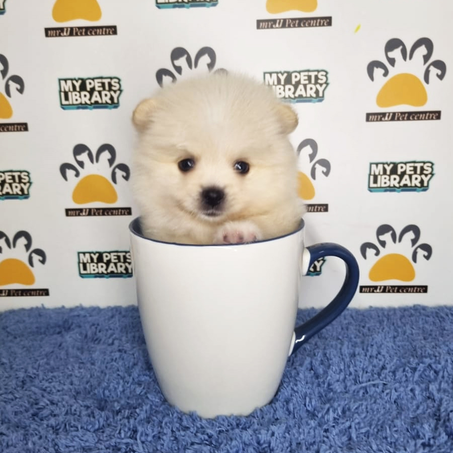 Teacup Pomeranian Puppy (Male) For Sale