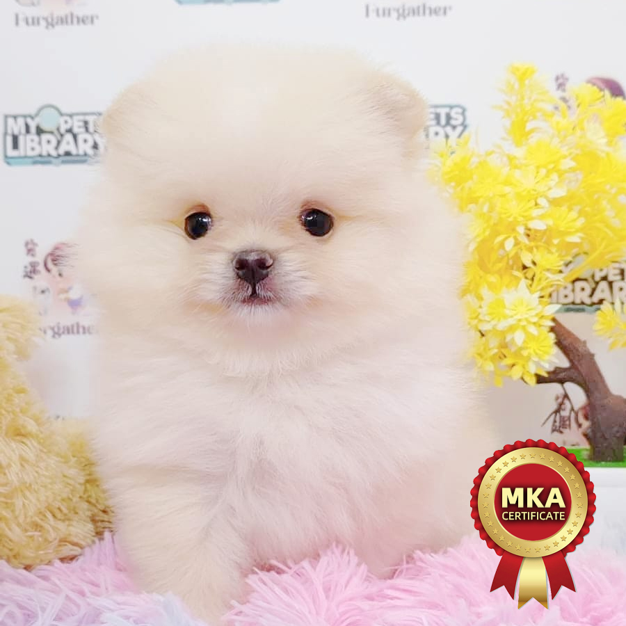 MKA Tiny Pomeranian Puppy (Male) For Sale