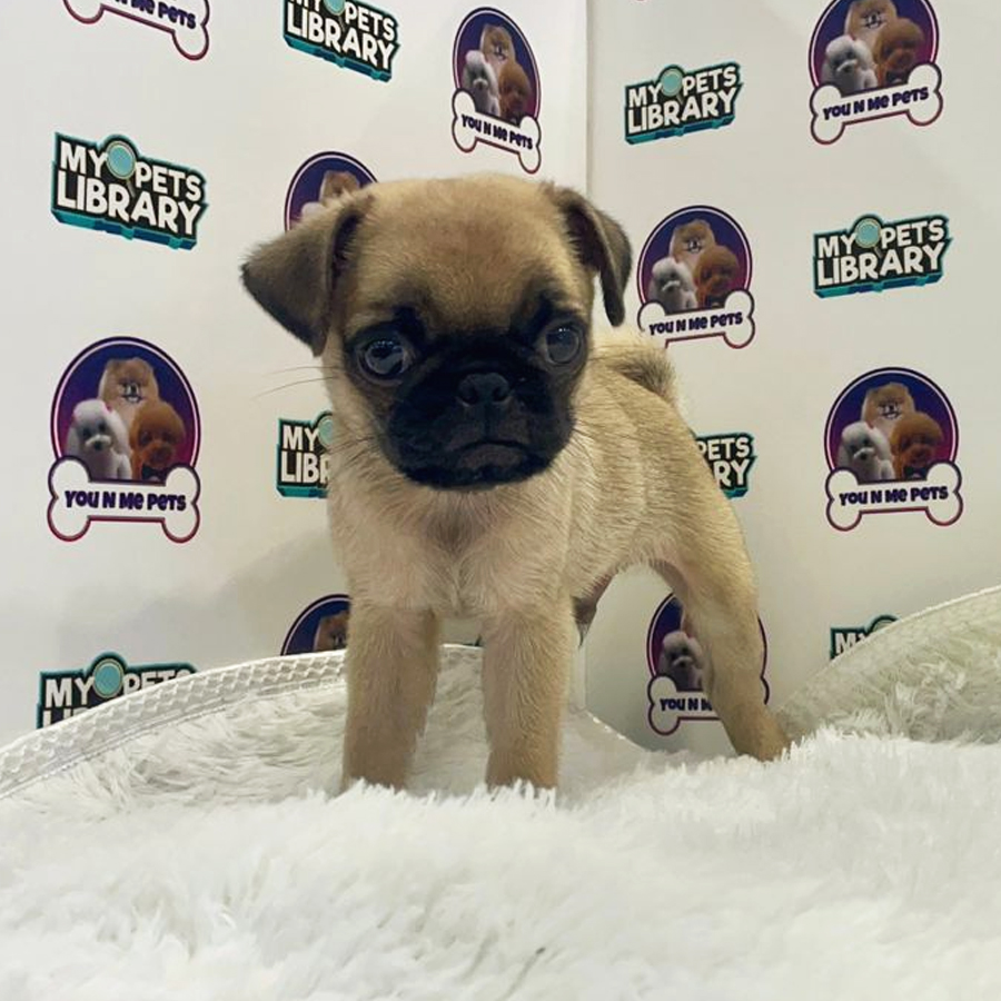 Pug Puppy (Male) For Sale