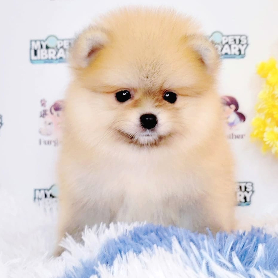 Tiny Pomeranian Puppy (Male) For Sale
