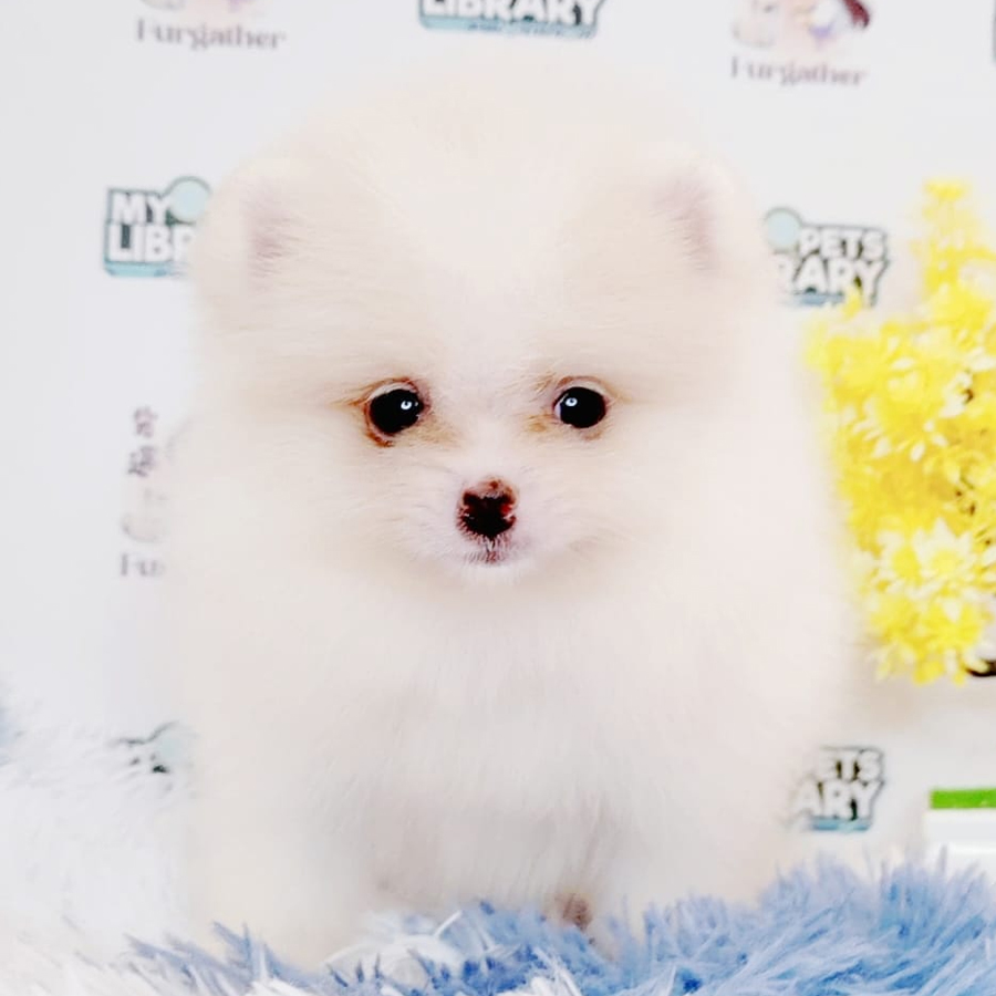 Tiny Pomeranian Puppy (Female) For Sale