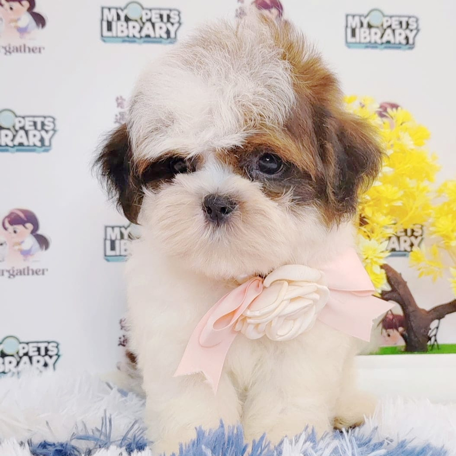 Shih Tzu Puppy (Male) For Sale
