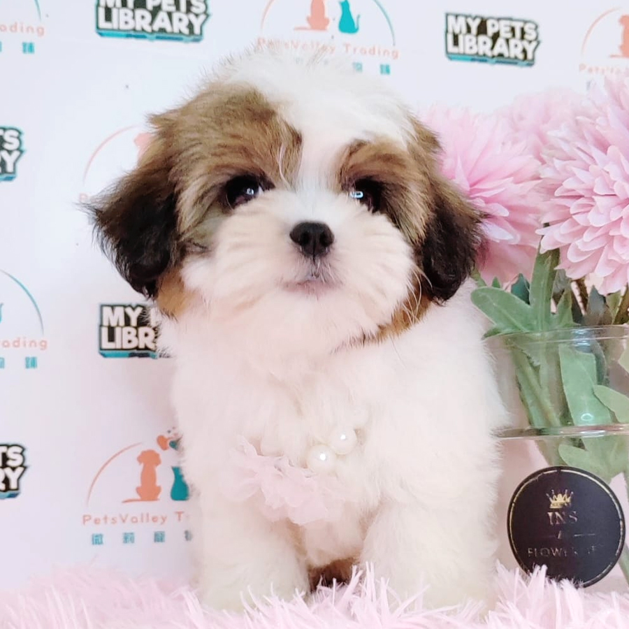 Shih Tzu Puppy (Female) For Sale
